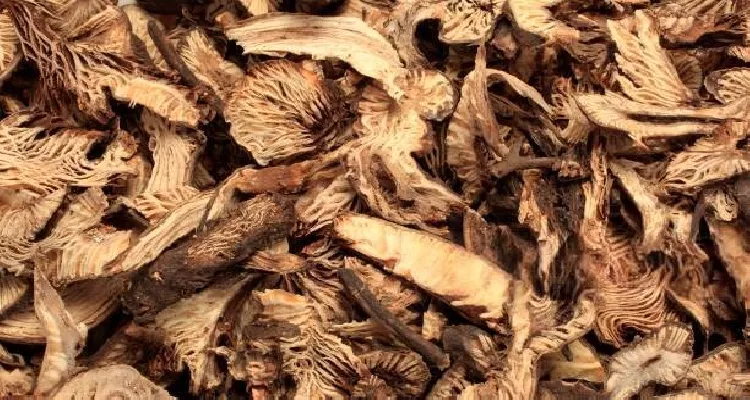 Black cohosh, a key medicinal plant that helps female reproductive health during menopause.