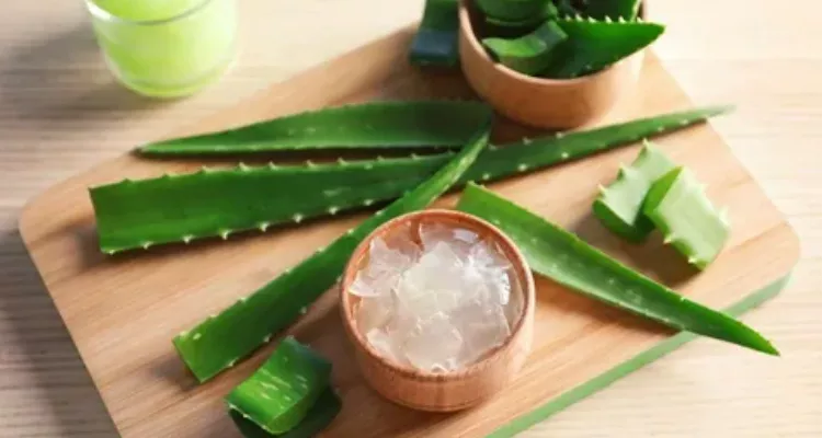 Aloe vera gel, a medicinal plant for diabetes, freshly prepared