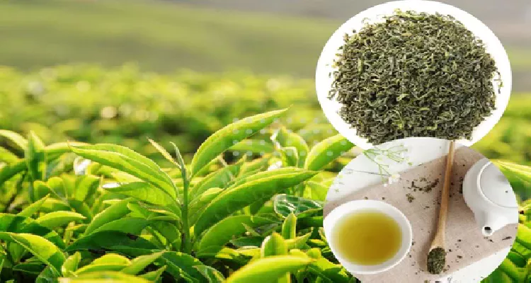A vibrant image of green tea leaves and a cup, emphasizing green tea’s antioxidant power for anti-aging