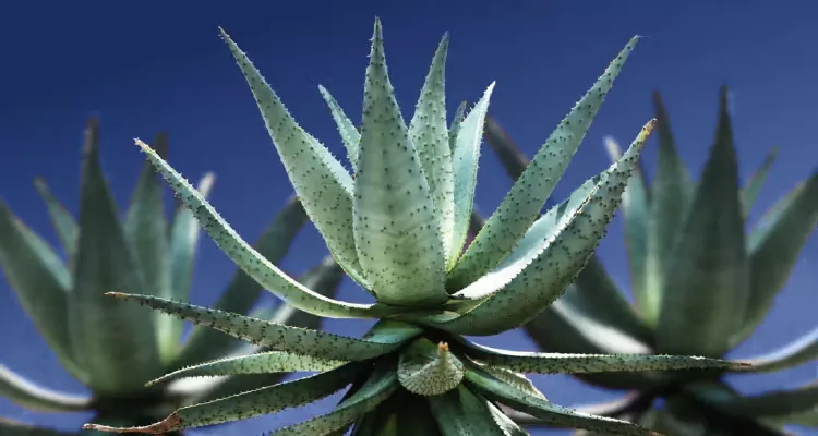 How Aloe Vera Can Help Treat Burns and Scars