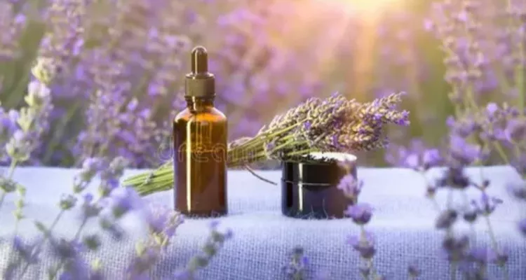 Lavender Essential Oil Studies on Its Calming Effect for a Restful Mind and Body